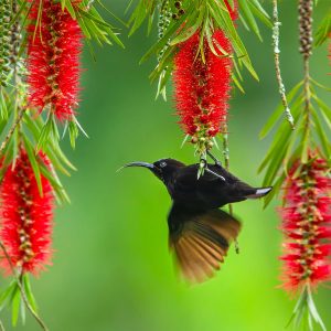 Amethisthoningzuiger tussen bloemen, Kilamanjaro Tanzania