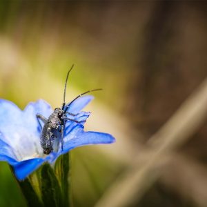Krekel nimf op gentiaan spec. Mongolië