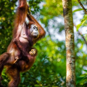 Orang utan met jong, Maleisië Borneo