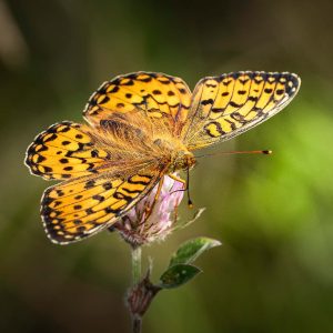 De Grote parelmoervlinder, Noorwegen
