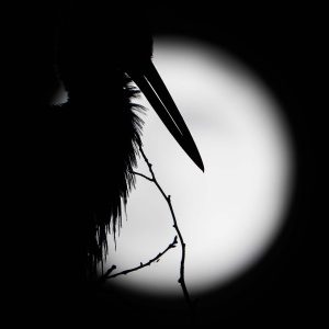 Ooievaar in de volle maan. Landgoed Fraeylemaborg, Groningen