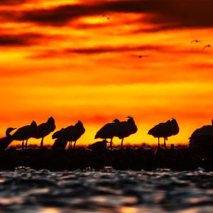 Lepelaars in zonsondergang, Mauritanië