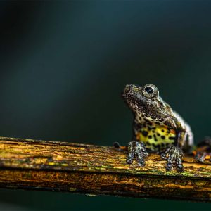 Marmer boomkikker, Surinaamse jungle